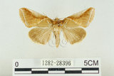 中文名:(1282-28396)學名:Habrosyne indica formosana Werny, 1966(1282-28396)