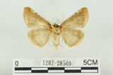 中文名:(1282-28500)學名:Habrosyne indica formosana Werny, 1966(1282-28500)