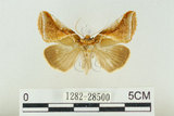 中文名:(1282-28500)學名:Habrosyne indica formosana Werny, 1966(1282-28500)