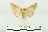 中文名:(1282-18929)學名:Habrosyne indica formosana Werny, 1966(1282-18929)