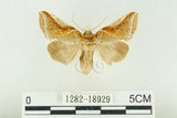 中文名:(1282-18929)學名:Habrosyne indica formosana Werny, 1966(1282-18929)