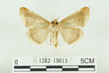 中文名:(1282-19013)學名:Habrosyne indica formosana Werny, 1966(1282-19013)