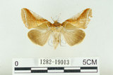 中文名:(1282-19013)學名:Habrosyne indica formosana Werny, 1966(1282-19013)