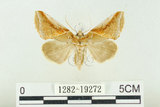 中文名:(1282-19272)學名:Habrosyne indica formosana Werny, 1966(1282-19272)