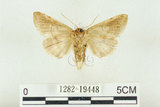 中文名:(1282-19448)學名:Habrosyne indica formosana Werny, 1966(1282-19448)