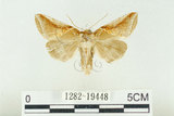 中文名:(1282-19448)學名:Habrosyne indica formosana Werny, 1966(1282-19448)