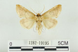 中文名:(1282-19195)學名:Habrosyne indica formosana Werny, 1966(1282-19195)