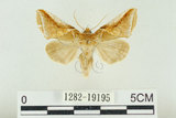 中文名:(1282-19195)學名:Habrosyne indica formosana Werny, 1966(1282-19195)