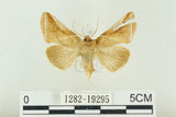 中文名:(1282-19295)學名:Habrosyne indica formosana Werny, 1966(1282-19295)