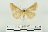 中文名:(1282-19300)學名:Habrosyne indica formosana Werny, 1966(1282-19300)