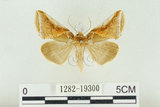 中文名:(1282-19300)學名:Habrosyne indica formosana Werny, 1966(1282-19300)