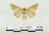 中文名:(1282-19323)學名:Habrosyne indica formosana Werny, 1966(1282-19323)