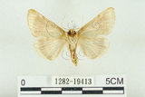 中文名:(1282-19413)學名:Habrosyne indica formosana Werny, 1966(1282-19413)