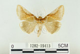 中文名:(1282-19413)學名:Habrosyne indica formosana Werny, 1966(1282-19413)