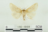 中文名:(1282-19484)學名:Habrosyne indica formosana Werny, 1966(1282-19484)