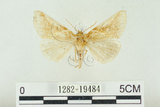 中文名:(1282-19484)學名:Habrosyne indica formosana Werny, 1966(1282-19484)