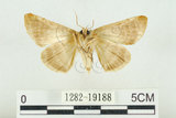 中文名:(1282-19188)學名:Habrosyne indica formosana Werny, 1966(1282-19188)