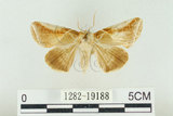 中文名:(1282-19188)學名:Habrosyne indica formosana Werny, 1966(1282-19188)