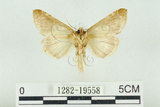 中文名:(1282-19558)學名:Habrosyne indica formosana Werny, 1966(1282-19558)