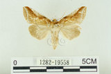 中文名:(1282-19558)學名:Habrosyne indica formosana Werny, 1966(1282-19558)