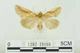 中文名:(1282-19169)學名:Habrosyne indica formosana Werny, 1966(1282-19169)