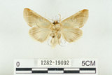 中文名:(1282-19092)學名:Habrosyne indica formosana Werny, 1966(1282-19092)