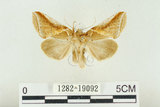 中文名:(1282-19092)學名:Habrosyne indica formosana Werny, 1966(1282-19092)