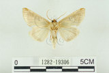 中文名:(1282-19306)學名:Habrosyne indica formosana Werny, 1966(1282-19306)