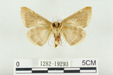 中文名:(1282-19293)學名:Habrosyne indica formosana Werny, 1966(1282-19293)