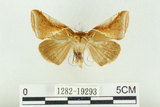 中文名:(1282-19293)學名:Habrosyne indica formosana Werny, 1966(1282-19293)