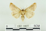 中文名:(1282-19027)學名:Habrosyne indica formosana Werny, 1966(1282-19027)