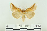 中文名:(1282-19027)學名:Habrosyne indica formosana Werny, 1966(1282-19027)