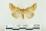 中文名:(1282-19283)學名:Habrosyne indica formosana Werny, 1966(1282-19283)