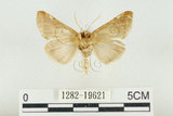 中文名:(1282-19621)學名:Habrosyne indica formosana Werny, 1966(1282-19621)