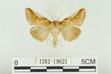 中文名:(1282-19621)學名:Habrosyne indica formosana Werny, 1966(1282-19621)