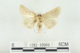 中文名:(1282-19009)學名:Habrosyne indica formosana Werny, 1966(1282-19009)