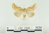 中文名:(1282-19009)學名:Habrosyne indica formosana Werny, 1966(1282-19009)