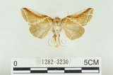 中文名:(1282-3230)學名:Habrosyne indica formosana Werny, 1966(1282-3230)