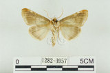 中文名:(1282-3957)學名:Habrosyne indica formosana Werny, 1966(1282-3957)