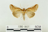 中文名:(1282-3957)學名:Habrosyne indica formosana Werny, 1966(1282-3957)