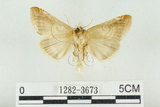 中文名:(1282-3673)學名:Habrosyne indica formosana Werny, 1966(1282-3673)