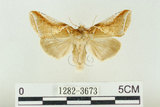 中文名:(1282-3673)學名:Habrosyne indica formosana Werny, 1966(1282-3673)