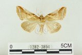 中文名:(1282-3894)學名:Habrosyne indica formosana Werny, 1966(1282-3894)