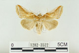 中文名:(1282-3522)學名:Habrosyne indica formosana Werny, 1966(1282-3522)