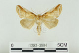 中文名:(1282-3904)學名:Habrosyne indica formosana Werny, 1966(1282-3904)