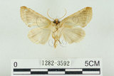 中文名:(1282-3592)學名:Habrosyne indica formosana Werny, 1966(1282-3592)