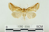 中文名:(1282-3592)學名:Habrosyne indica formosana Werny, 1966(1282-3592)