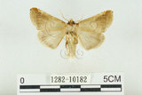 中文名:(1282-10182)學名:Habrosyne indica formosana Werny, 1966(1282-10182)