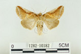 中文名:(1282-10182)學名:Habrosyne indica formosana Werny, 1966(1282-10182)