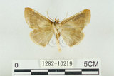 中文名:(1282-10219)學名:Habrosyne indica formosana Werny, 1966(1282-10219)